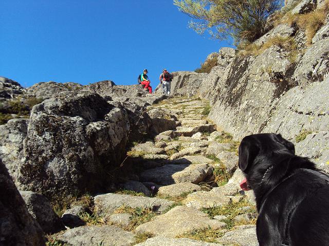 255- Os cães já levam a língua de fora.JPG